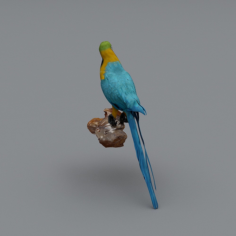 Parrot