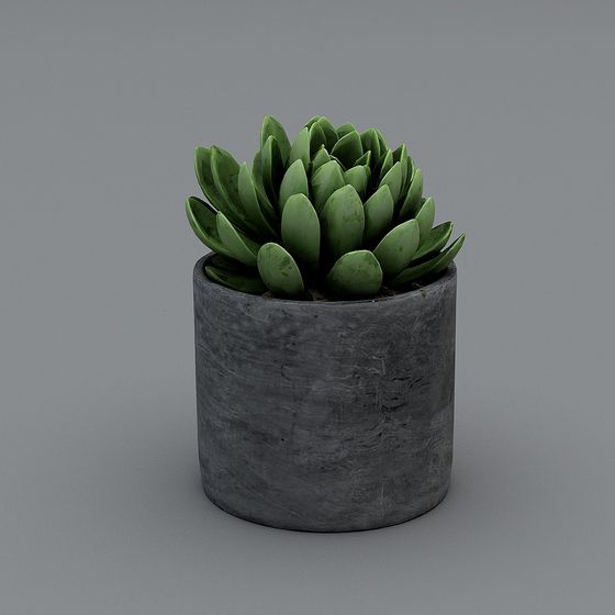 Concrete Planter with Succulent 3D model