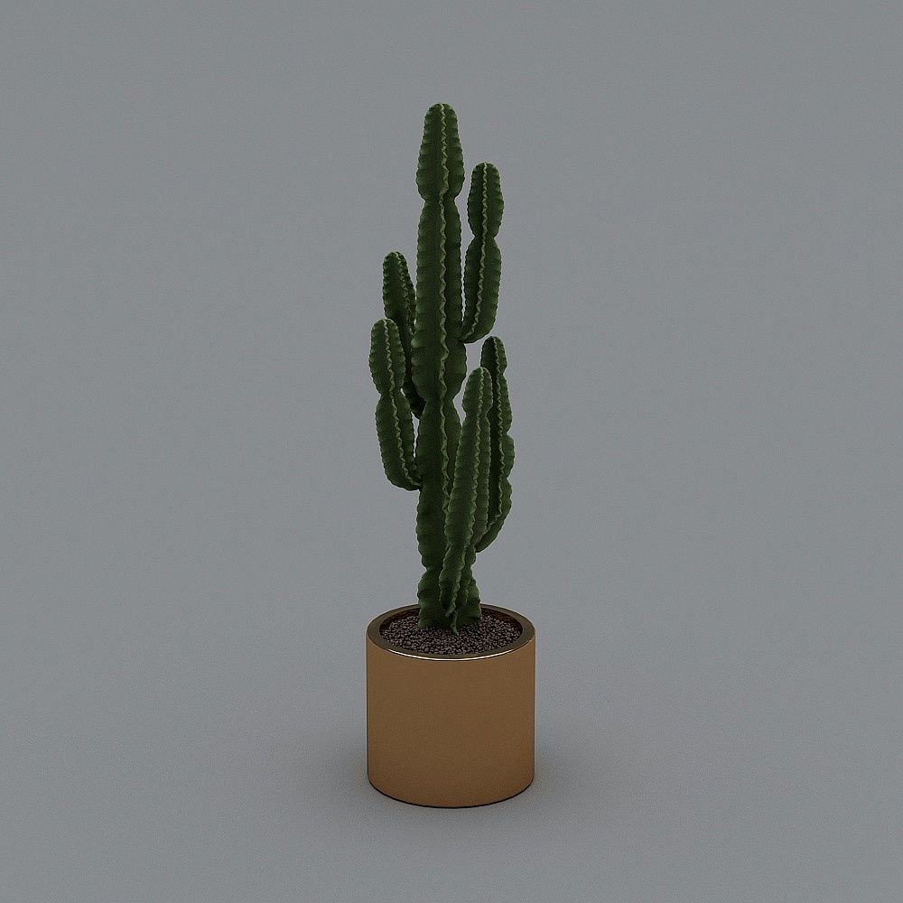 cactus flower pot