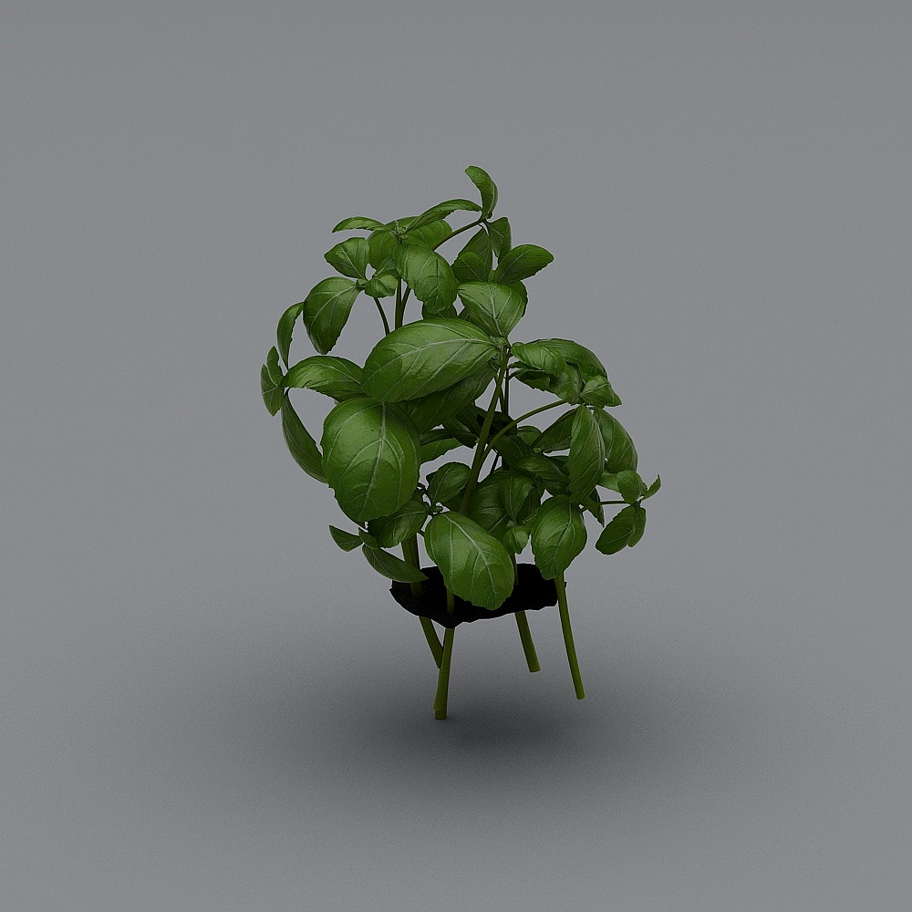 small plant 2