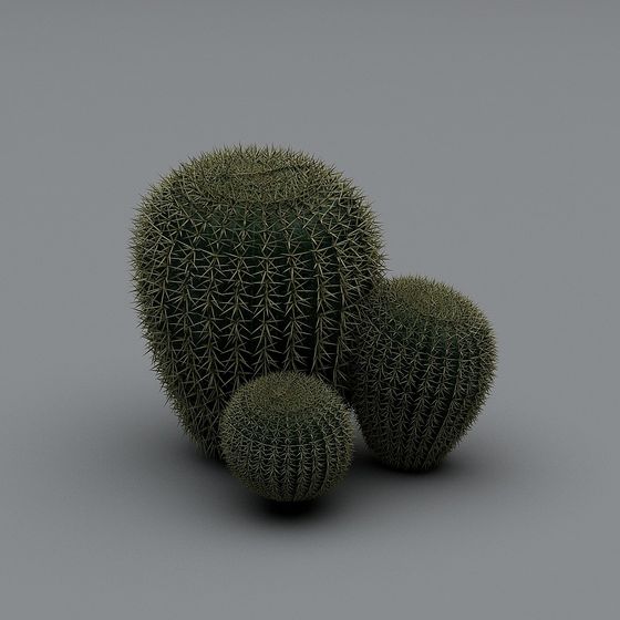 Desert Pearls Cactus 3D model