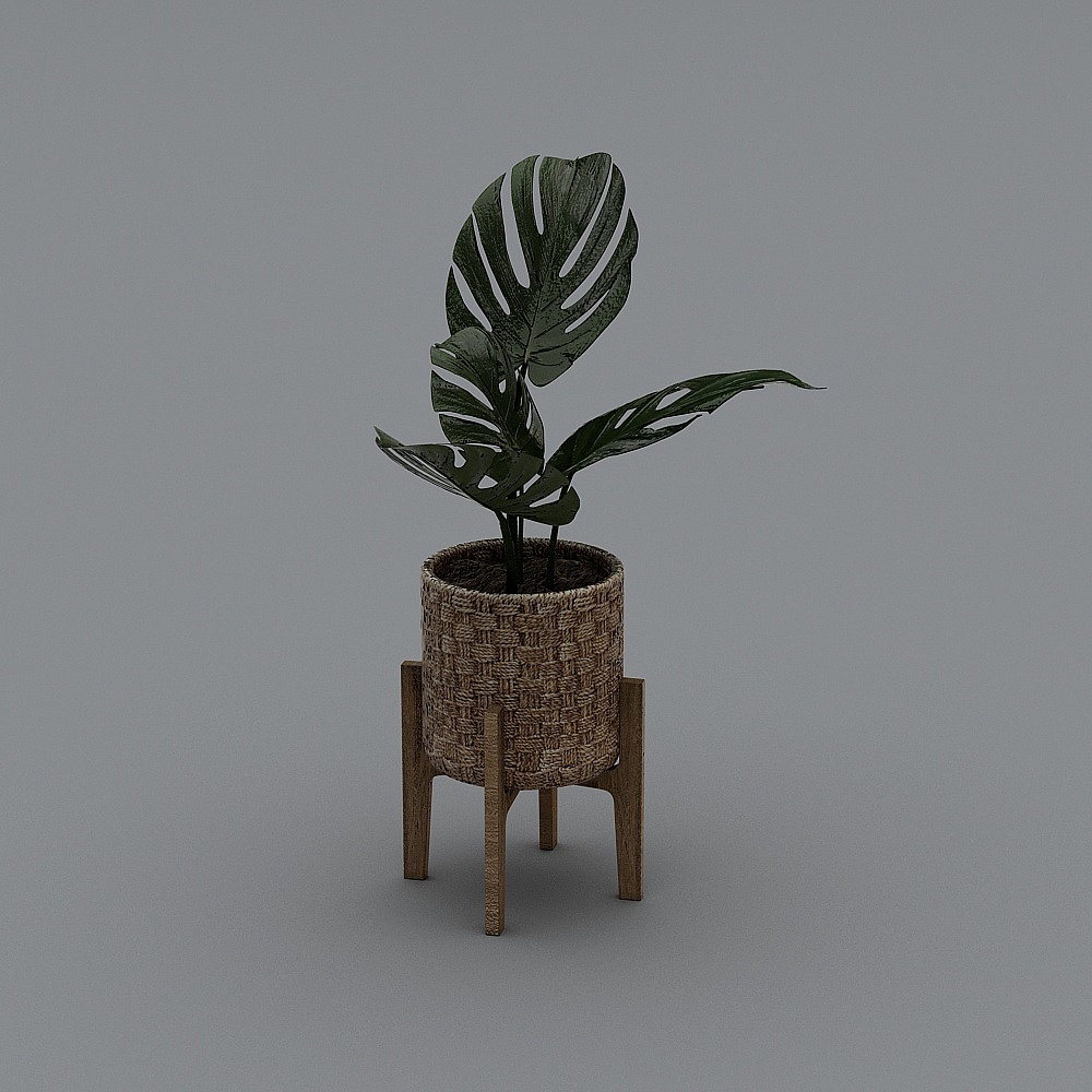 ใบเล็กในกระถางดอกไม้