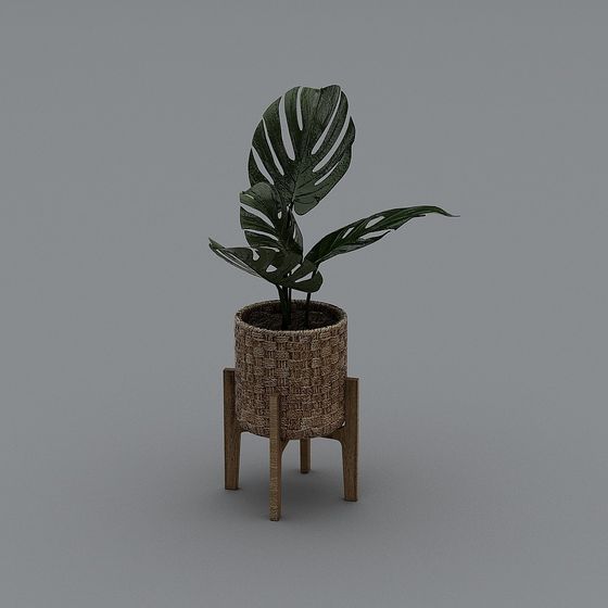 ใบเล็กในกระถางดอกไม้