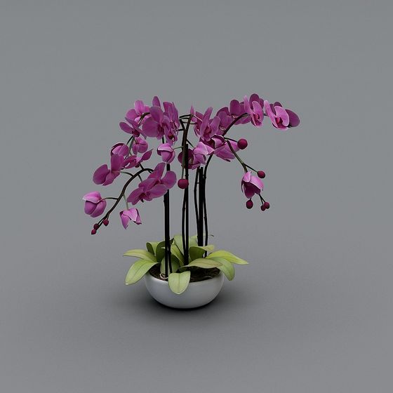 Phalaenopsis Orchid 3D model