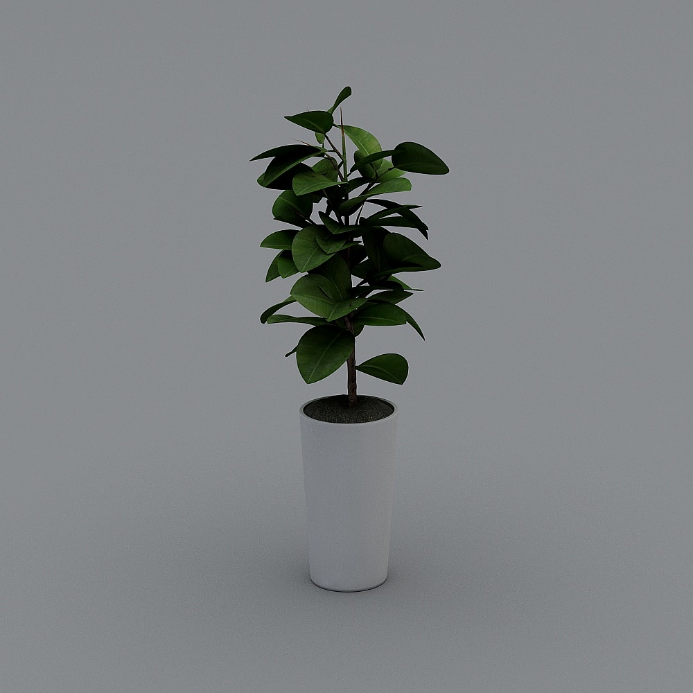 Indoor+Plant(10)