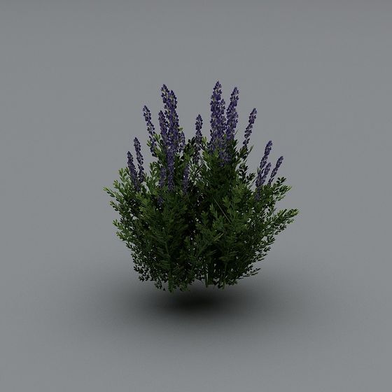 Beautiful Lavender 3D Model for Creative Projects