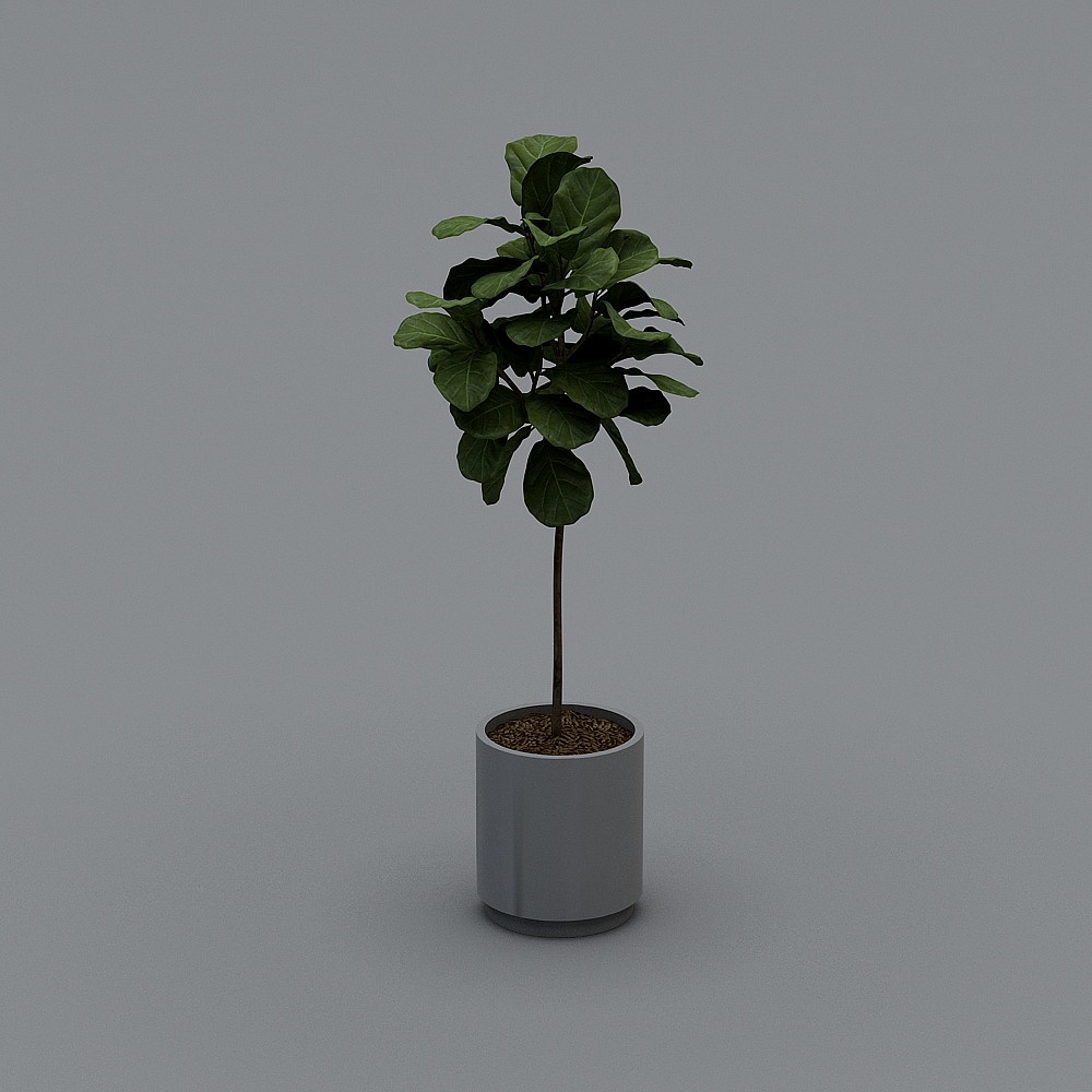 Plant+Ficus+Lyrata