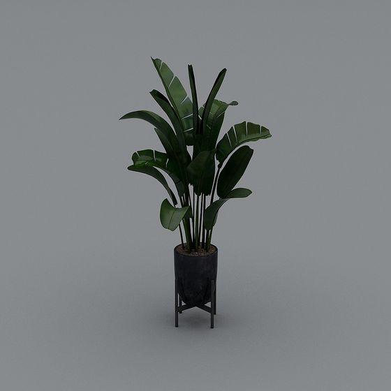 Green Plants 3D Model for Memberships