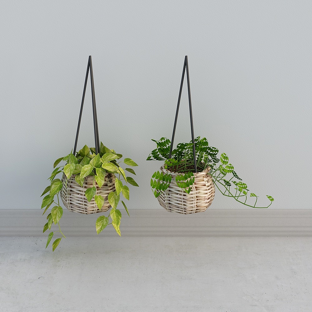 hanging+plants