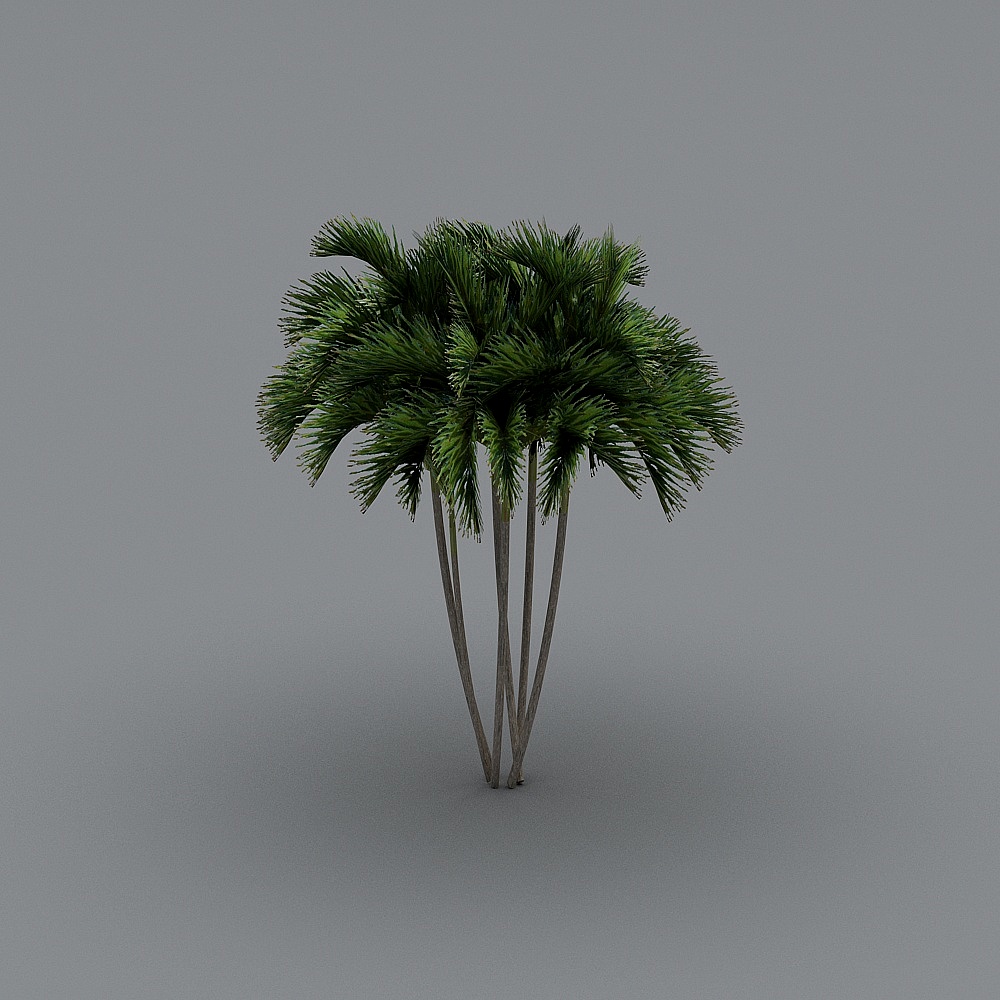 Tropical Palm Tree Cluster 3D model