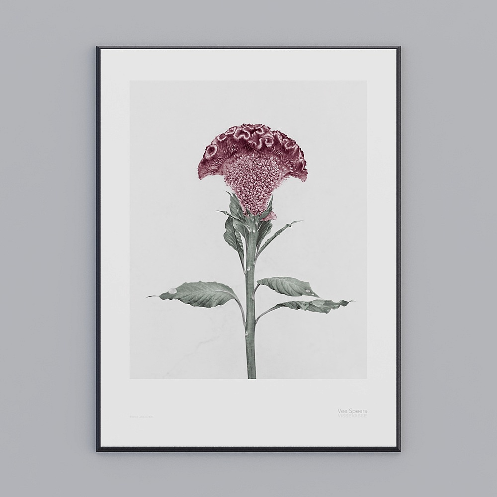 Charming Cockscomb Flower Low Polygon 3D Model