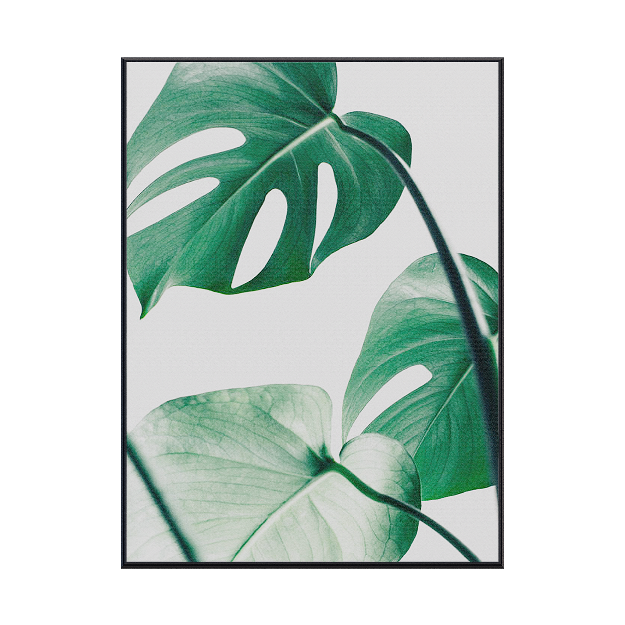 Realistic Low-Polygon Monstera 3D Model – Tropical Plant