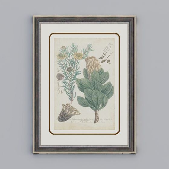 Vintage Botanical Illustration 3D Model