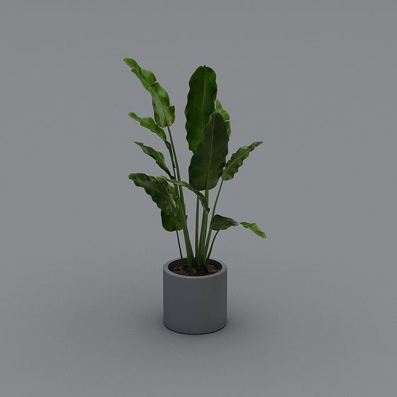 Tropical Potted Plant 3D Model