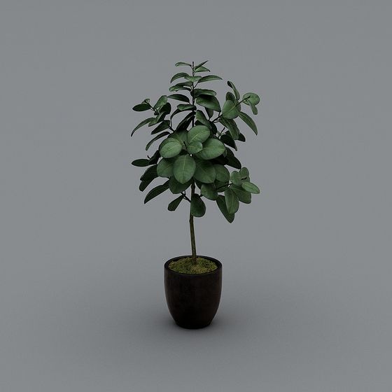Indoor Plant 3D Model for Designers and Developers