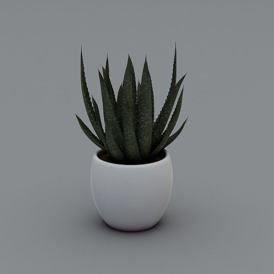 Aloe Vera Plant 3D model