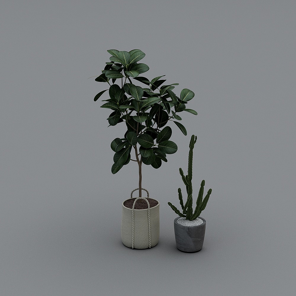 Realistic Rubber Plant and Cactus 3D Model Collection