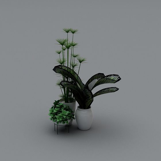 Indoor Green Plants 3D model