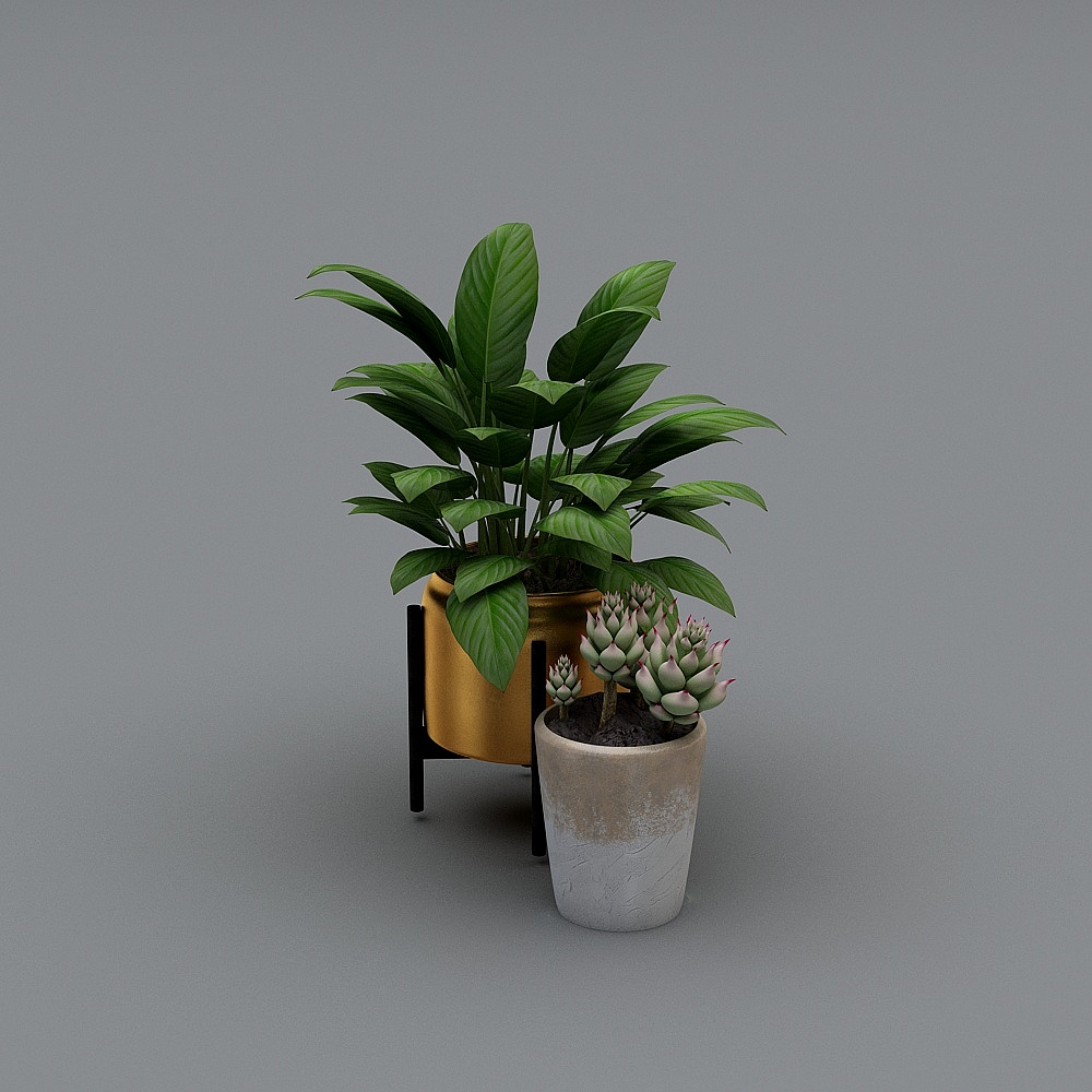 potted plant