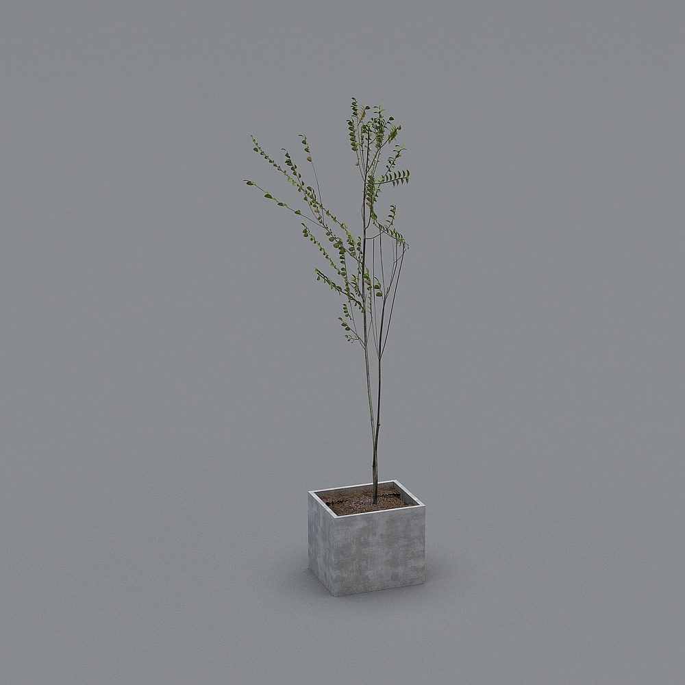 Plant-YB