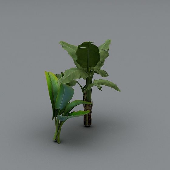 Lifelike Banana Tree 3D model for Tropical Settings