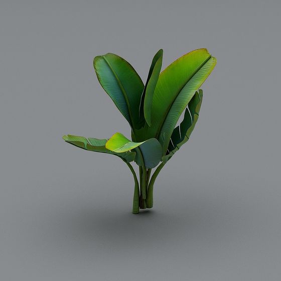 Tropical Style Banana Tree 3D model