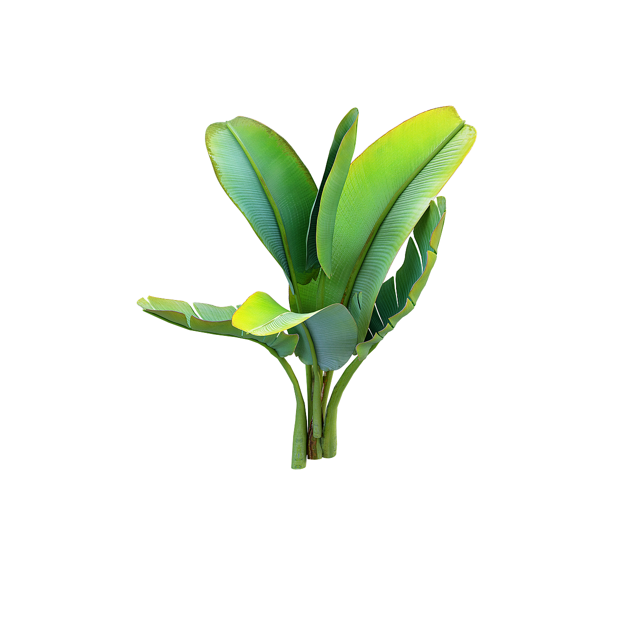 Tropical Style Banana Tree 3D Model – Low-Poly Tropical Plant