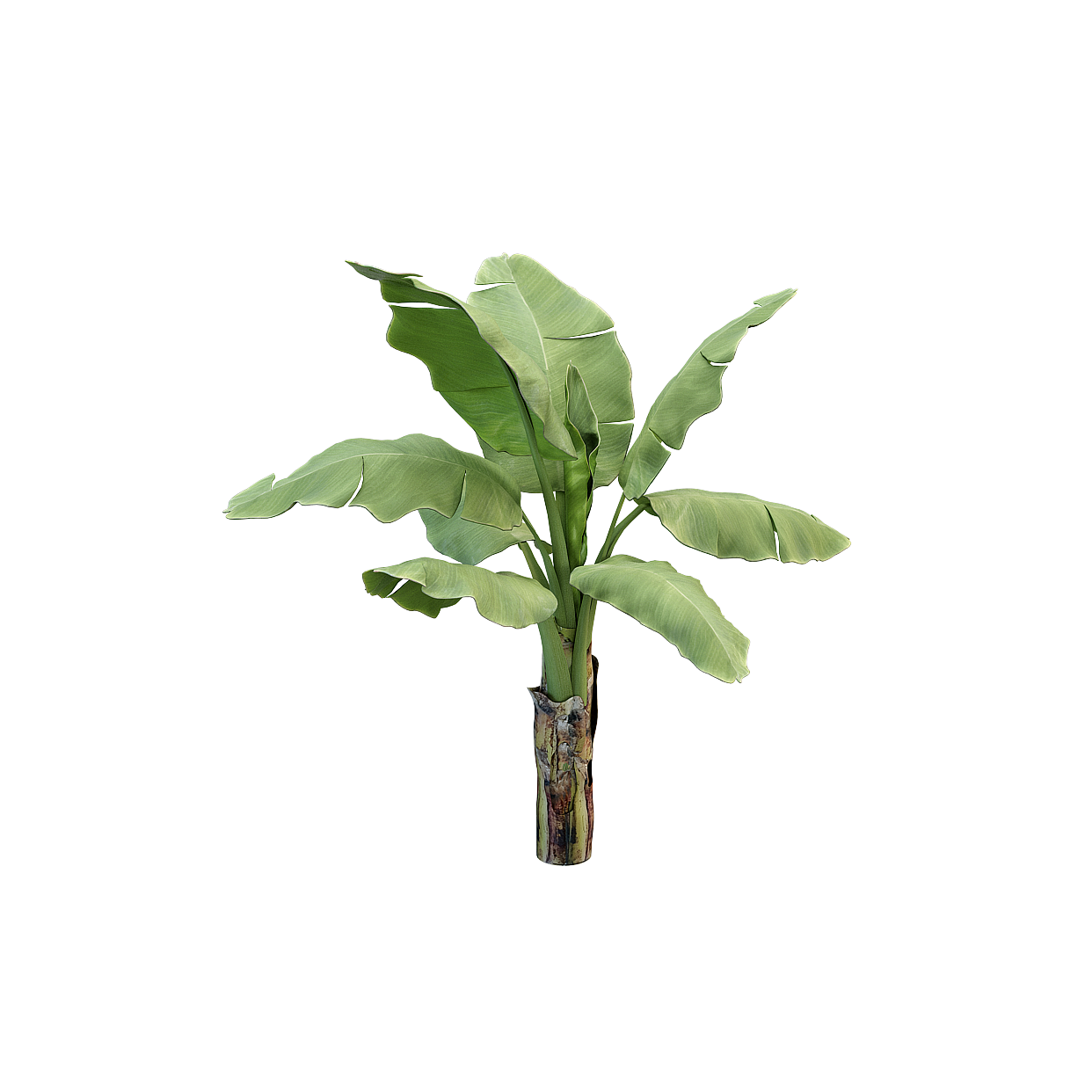 Realistic Tropical Banana Tree 3D Model – Low Poly Foliage