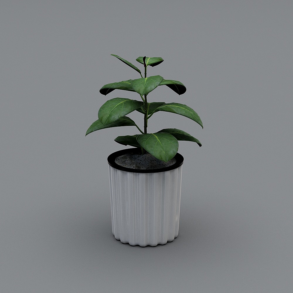 Rubber tree_vertical pattern pot