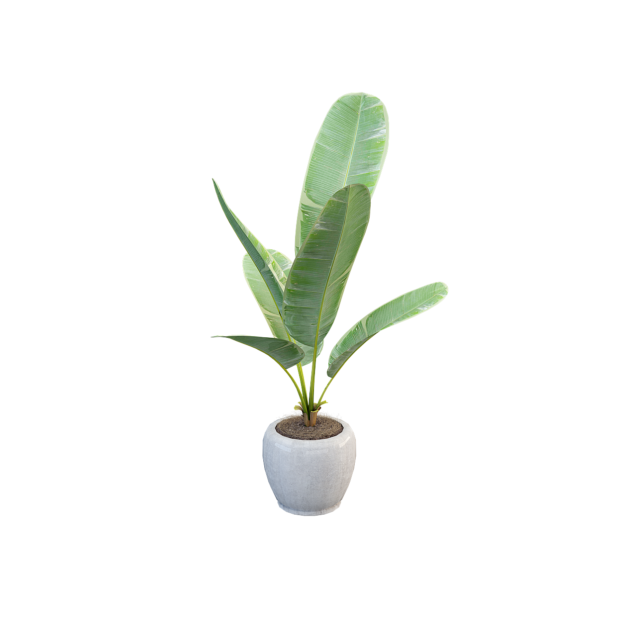 Low-Poly Banana Plant 3D Model – Vibrant Green Foliage