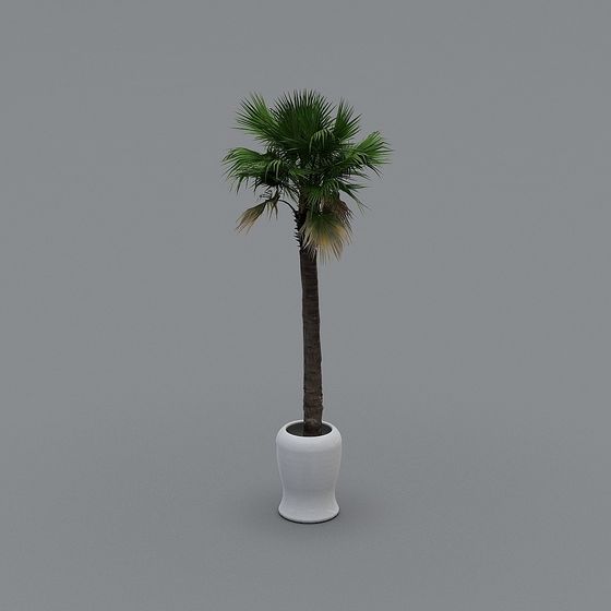 Realistic Tropical Palm Tree 3D Model