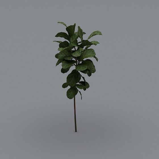 Fiddle Leaf Fig Tree 3D Model