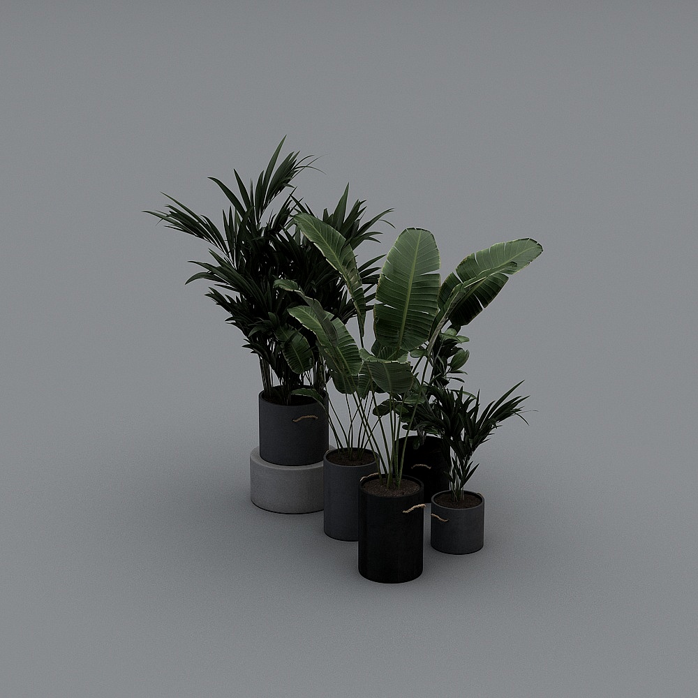 Plantes en pot vertes-YB