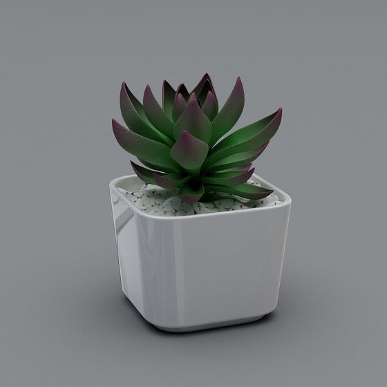 ซัคคิวเลนต์ฐานสีขาว 5