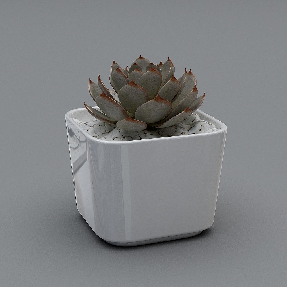 Urban Succulent 3D model