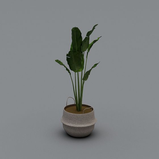 Indoor Green Plant 3D Model
