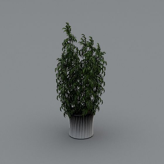 Indoor Greenery 3D model
