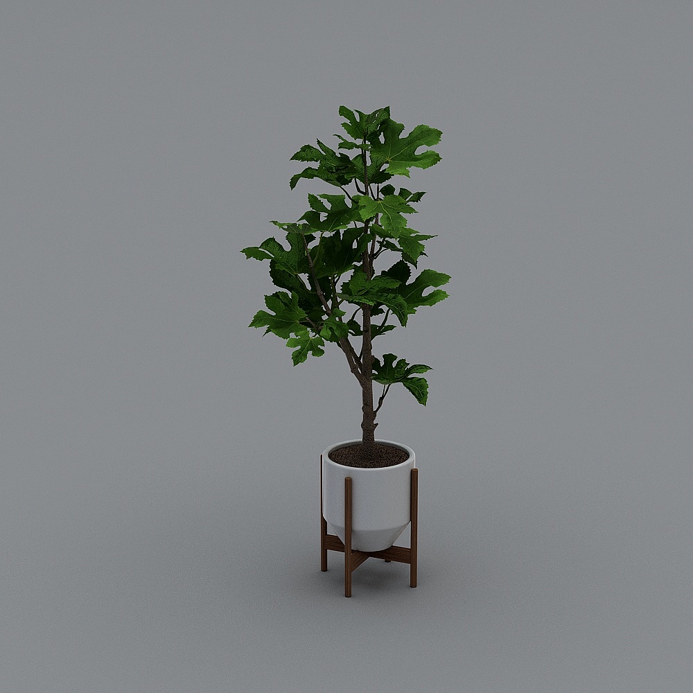 Lively Fig Tree 3D Model