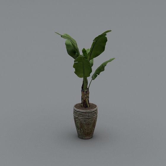 Rempotage de plantes