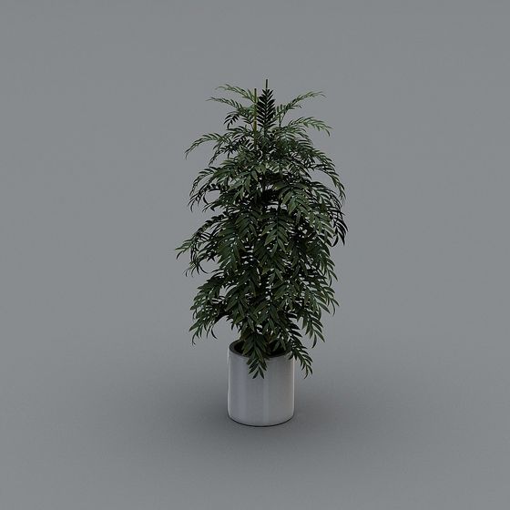 Tall green leafy indoor plant in white round pot on grey background