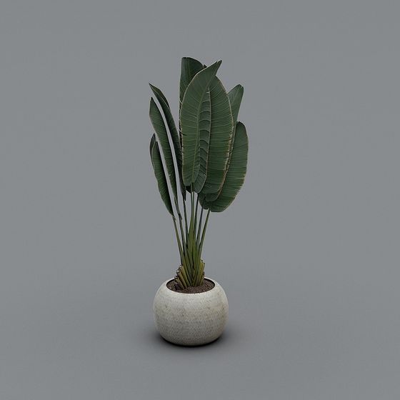Lively Indoor Plant 3D model for Creative Designs