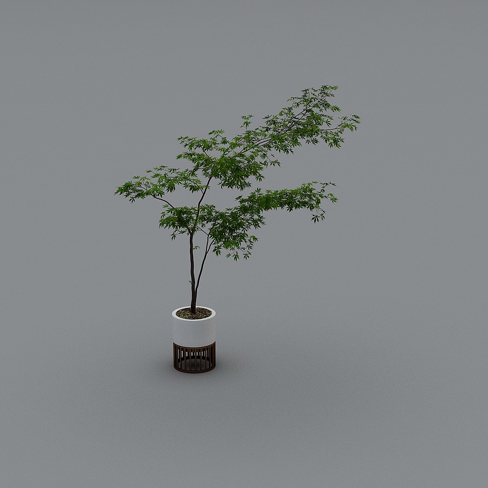 potted plant 1