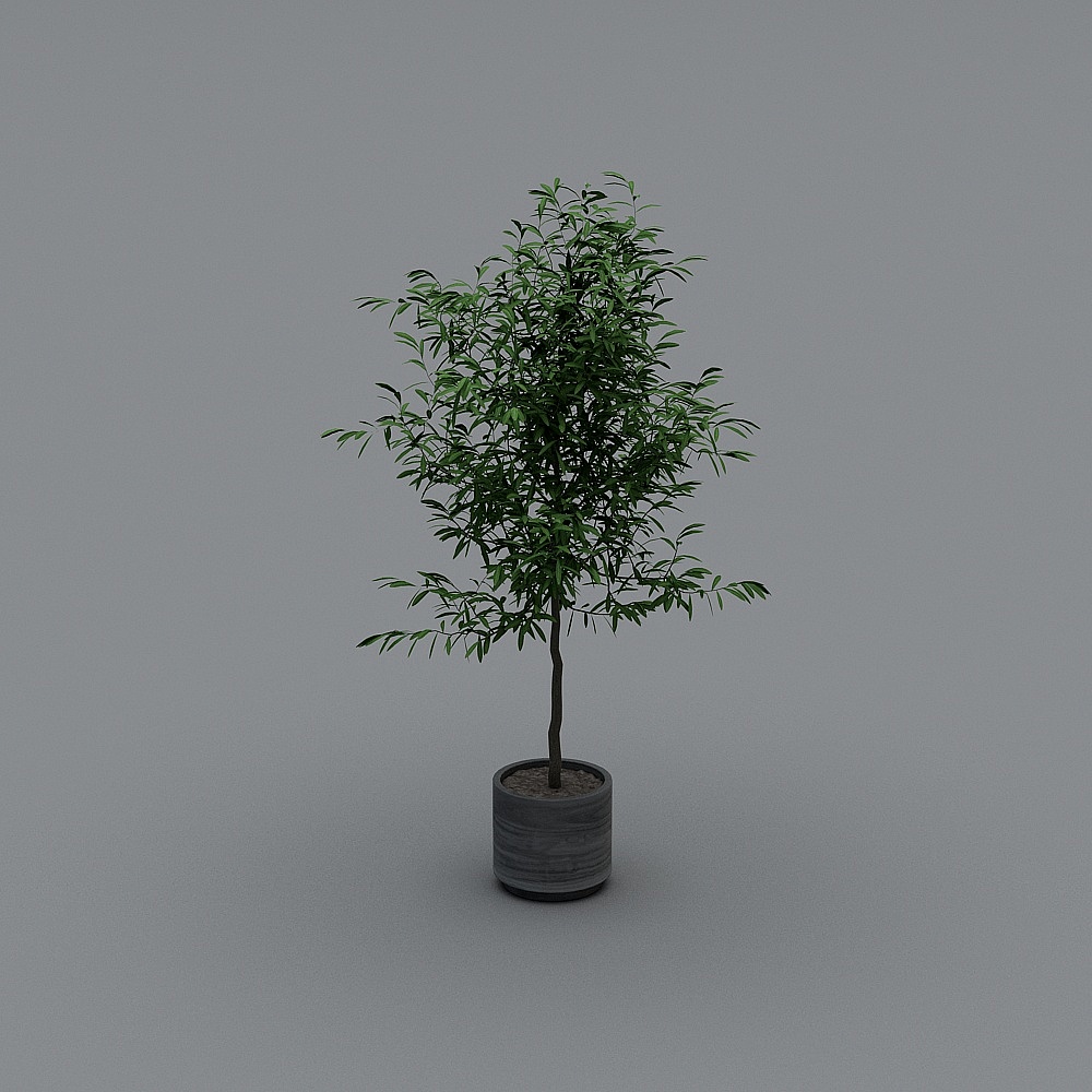 Urban Green Plant 3D Model for Designers and Developers