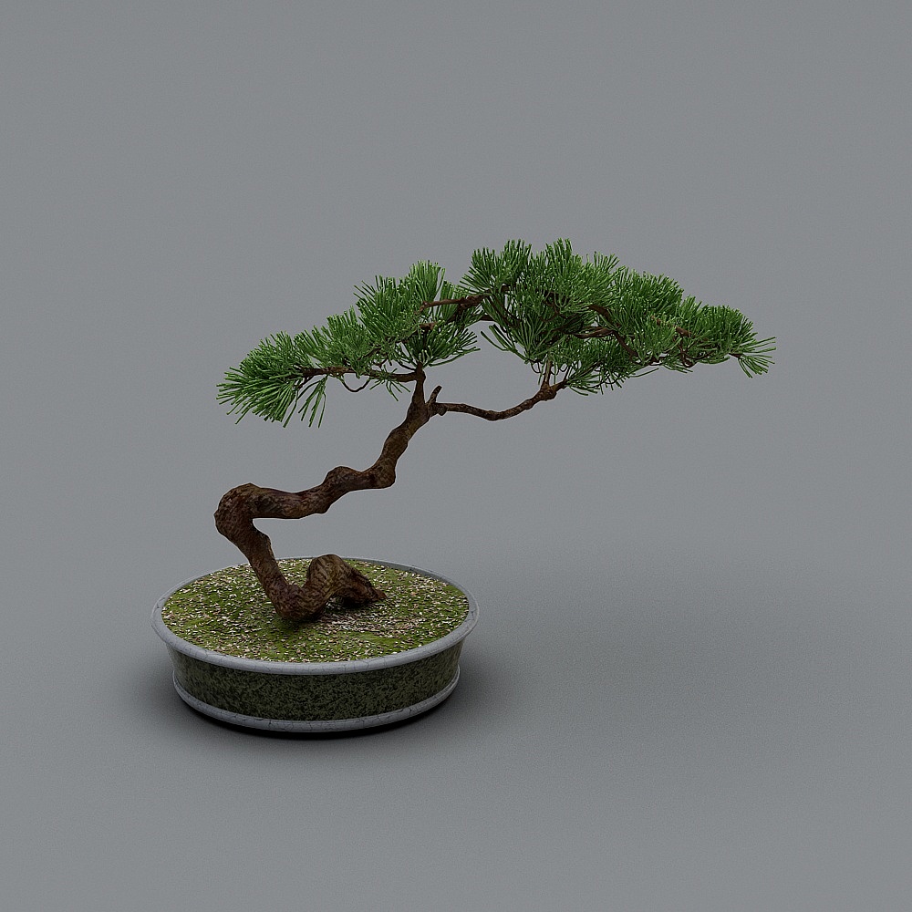 Plantas en maceta chinas-LS