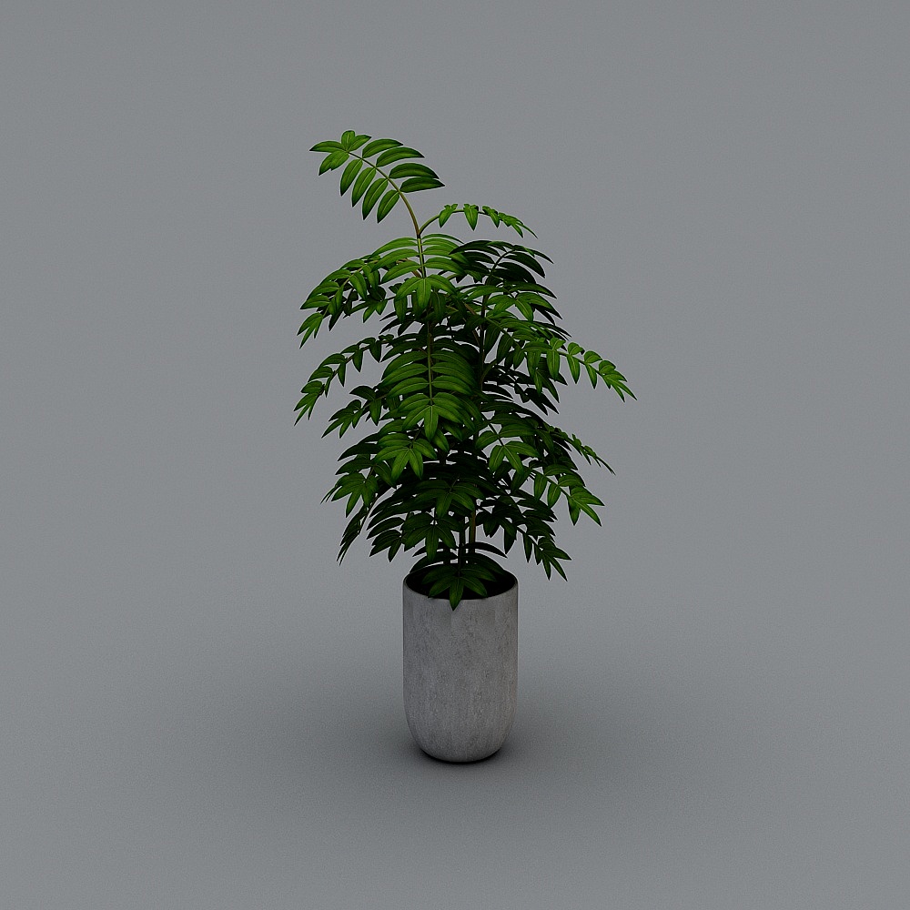 Plant 01
