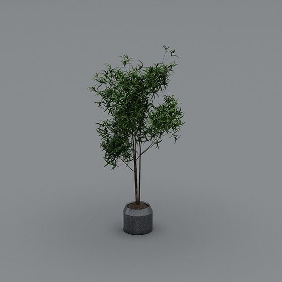 Plantes vertes chinoises