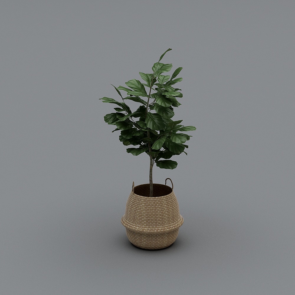 Figuier lyre dans un panier