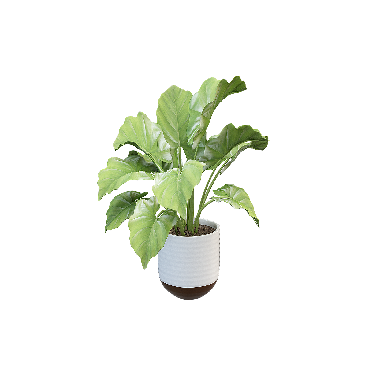Vibrant Indoor Plant 3D Model – Low-Poly Greenery