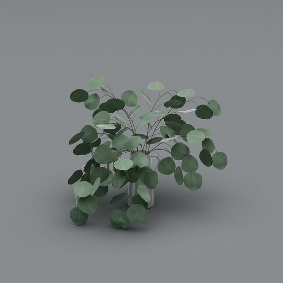 Eucalyptus Plant 3D Model