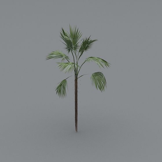 Tropical Palm Tree 3D Model